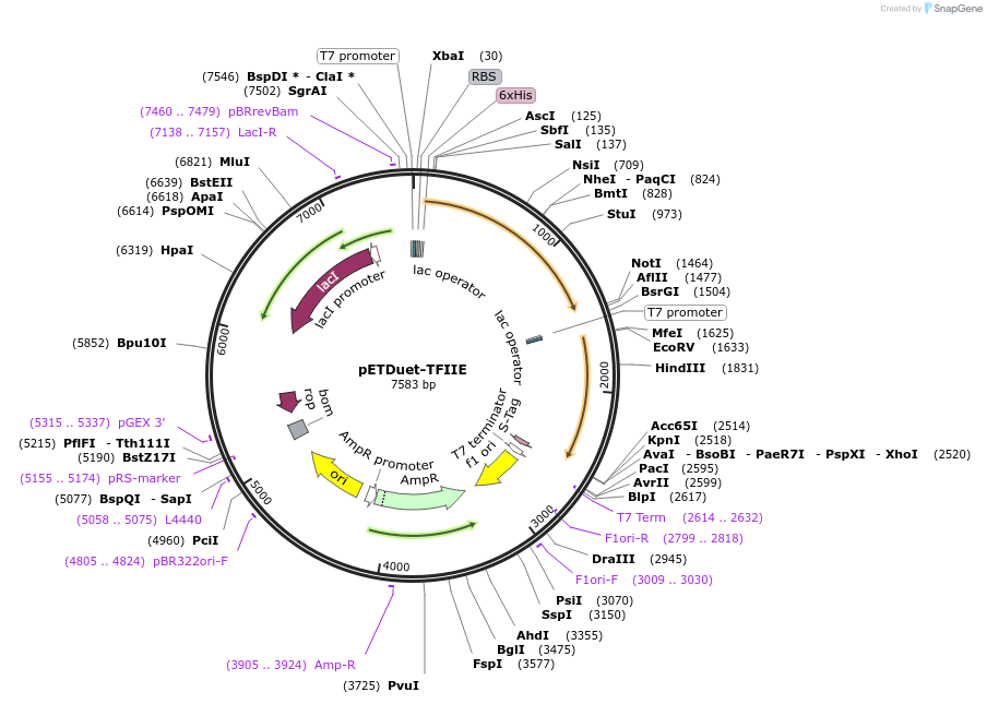 171083-plasmid-map-sequence-id-335640