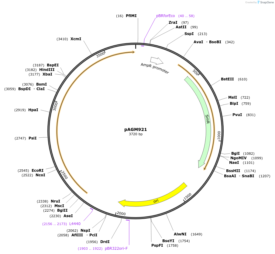 169086-plasmid-map-sequence-id-335641