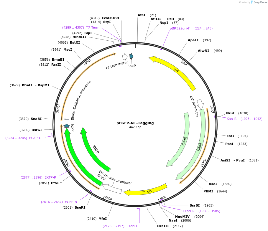 165868-plasmid-map-sequence-id-335648