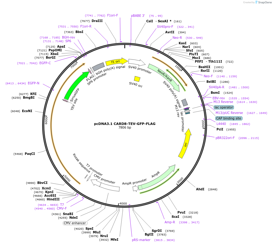 169991-plasmid-map-sequence-id-335654