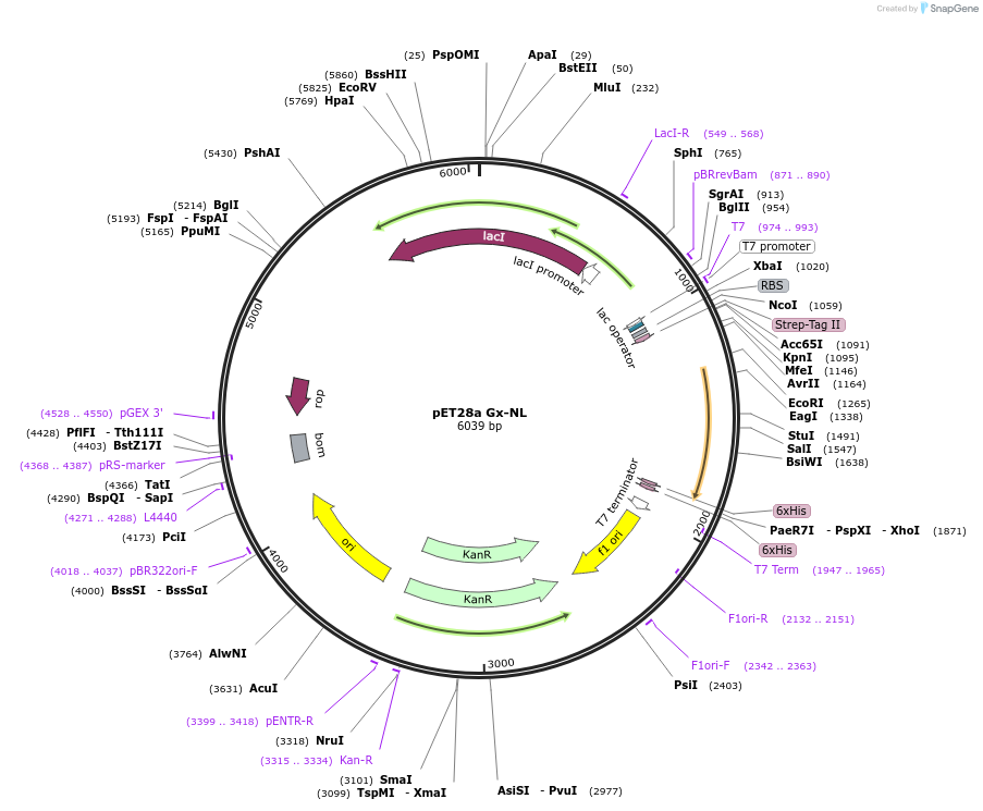 169105-plasmid-map-sequence-id-335658