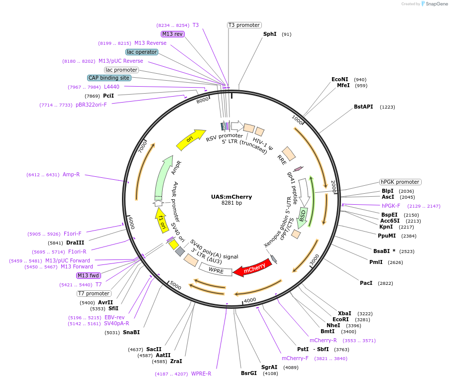 170994-plasmid-map-sequence-id-335660