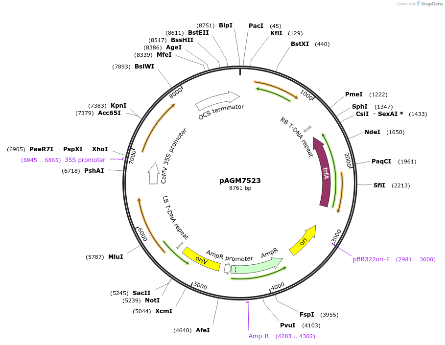 169090-plasmid-map-sequence-id-335661
