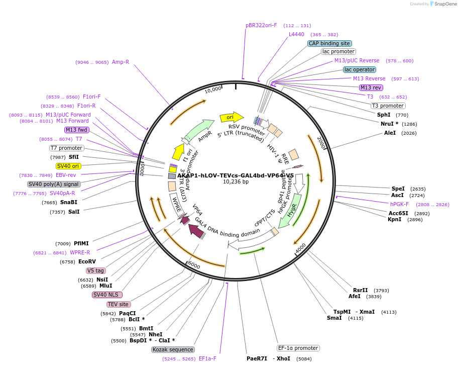 170995-plasmid-map-sequence-id-335663