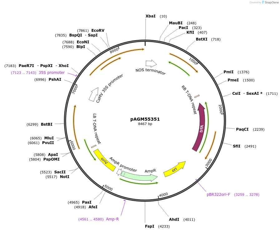 169092-plasmid-map-sequence-id-335666