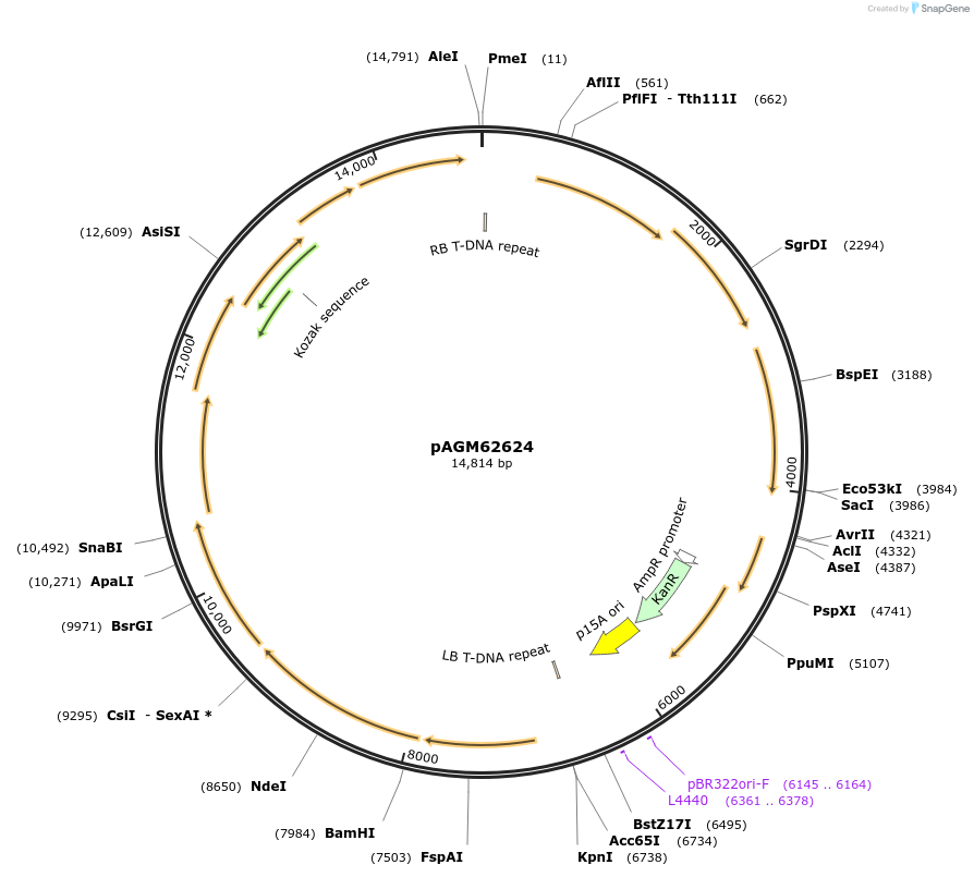 169094-plasmid-map-sequence-id-335668