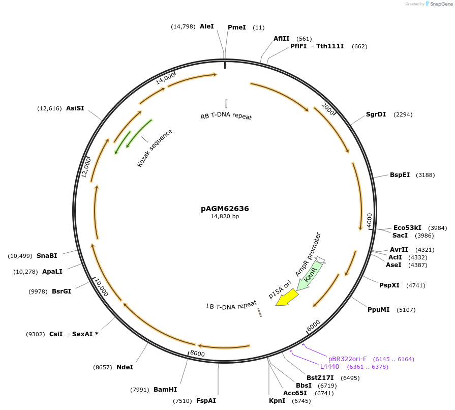 169095-plasmid-map-sequence-id-335669