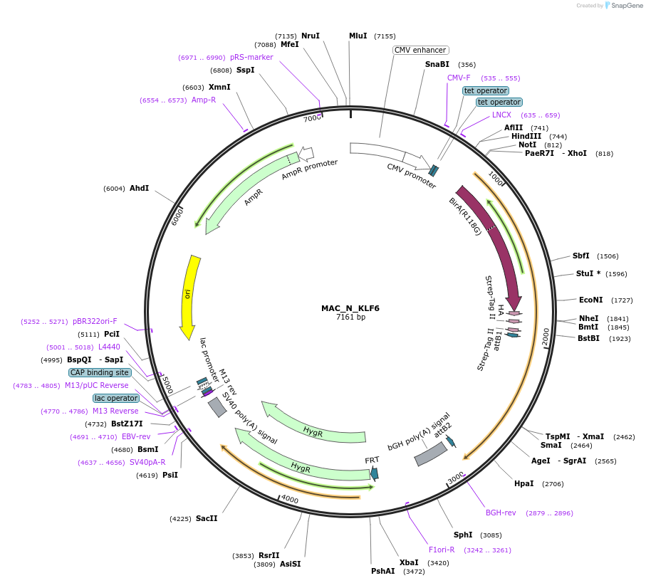 167772-plasmid-map-sequence-id-335697