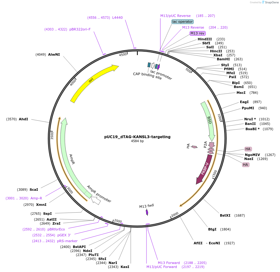 170755-plasmid-map-sequence-id-335737