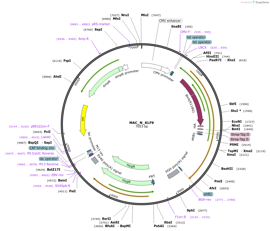 167774-plasmid-map-sequence-id-335738