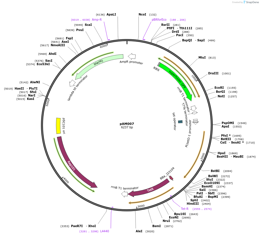 170011-plasmid-map-sequence-id-335739