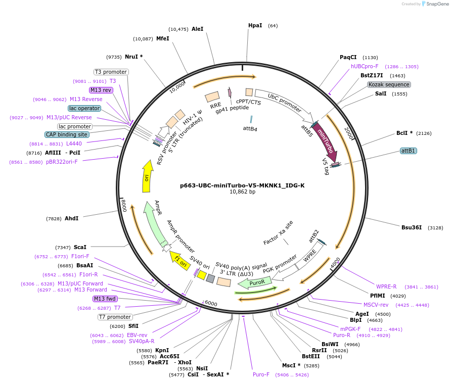 170593-plasmid-map-sequence-id-335745