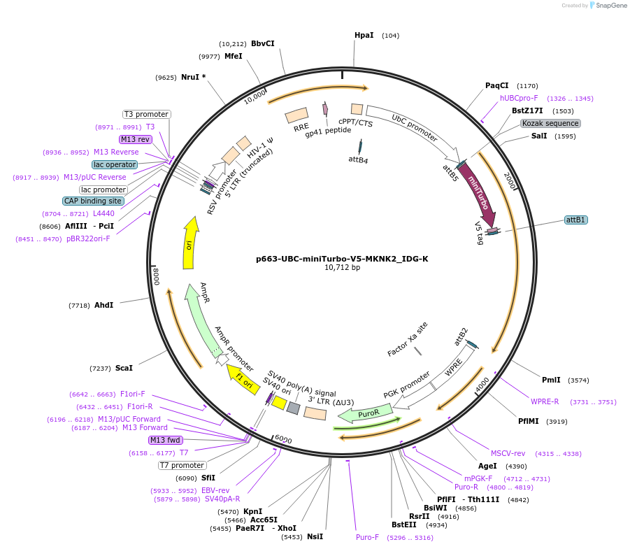 170594-plasmid-map-sequence-id-335746