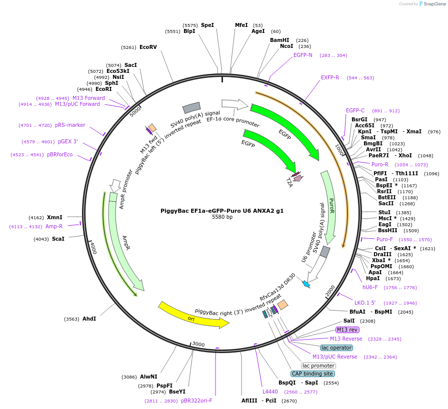 170826-plasmid-map-sequence-id-335754