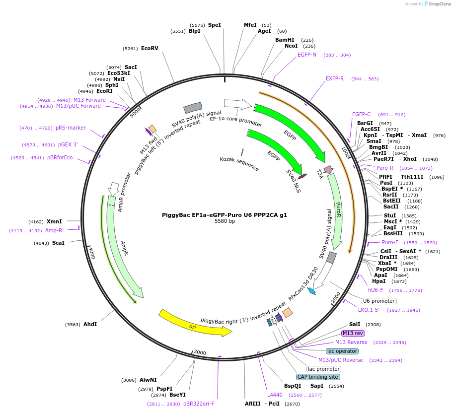 170822-plasmid-map-sequence-id-335757