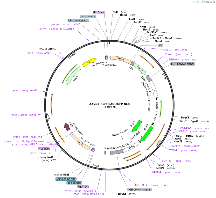 170830-plasmid-map-sequence-id-335759