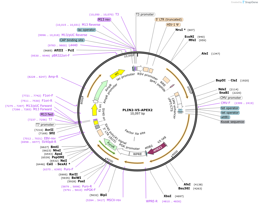 170573-plasmid-map-sequence-id-335762