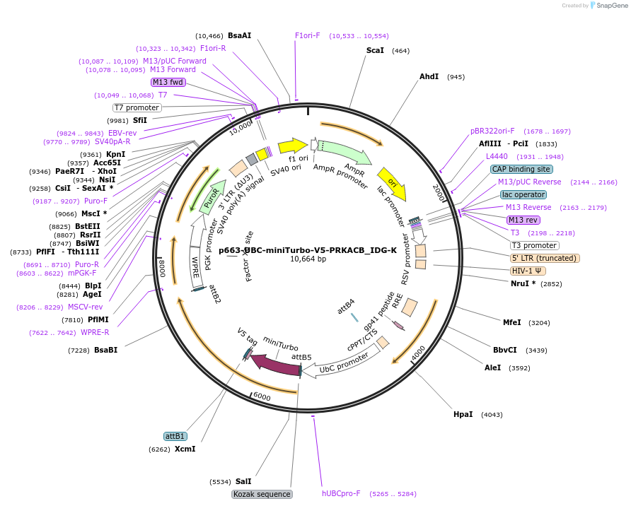 170602-plasmid-map-sequence-id-335769