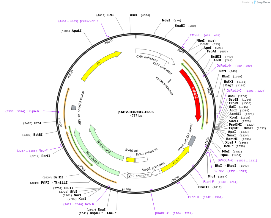 170570-plasmid-map-sequence-id-335779