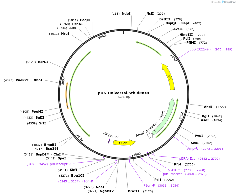 171088-plasmid-map-sequence-id-335785