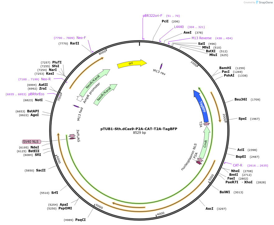 171090-plasmid-map-sequence-id-335786