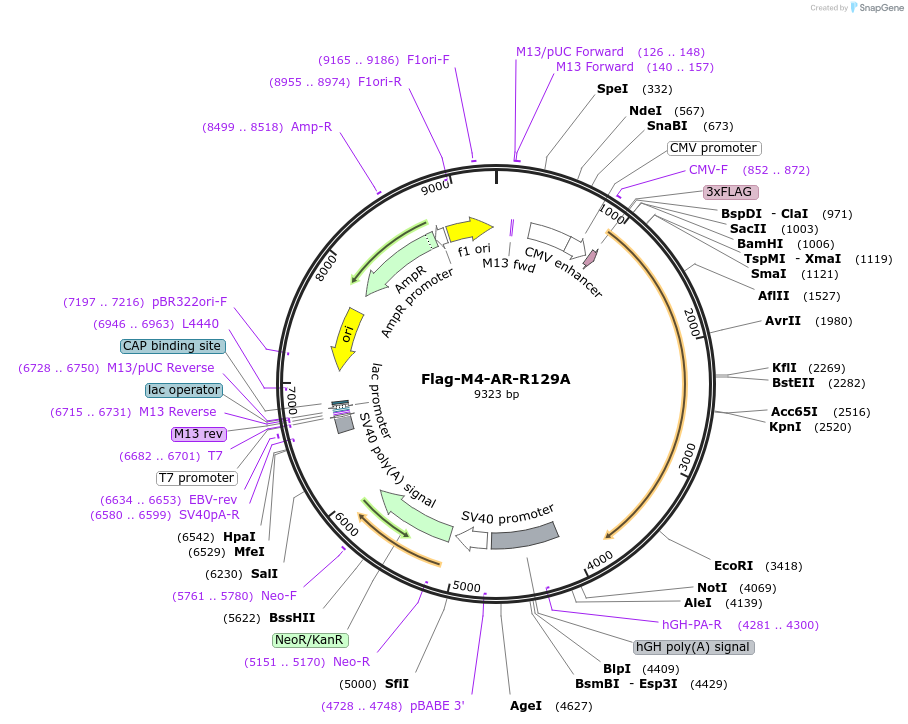 171256-plasmid-map-sequence-id-335787