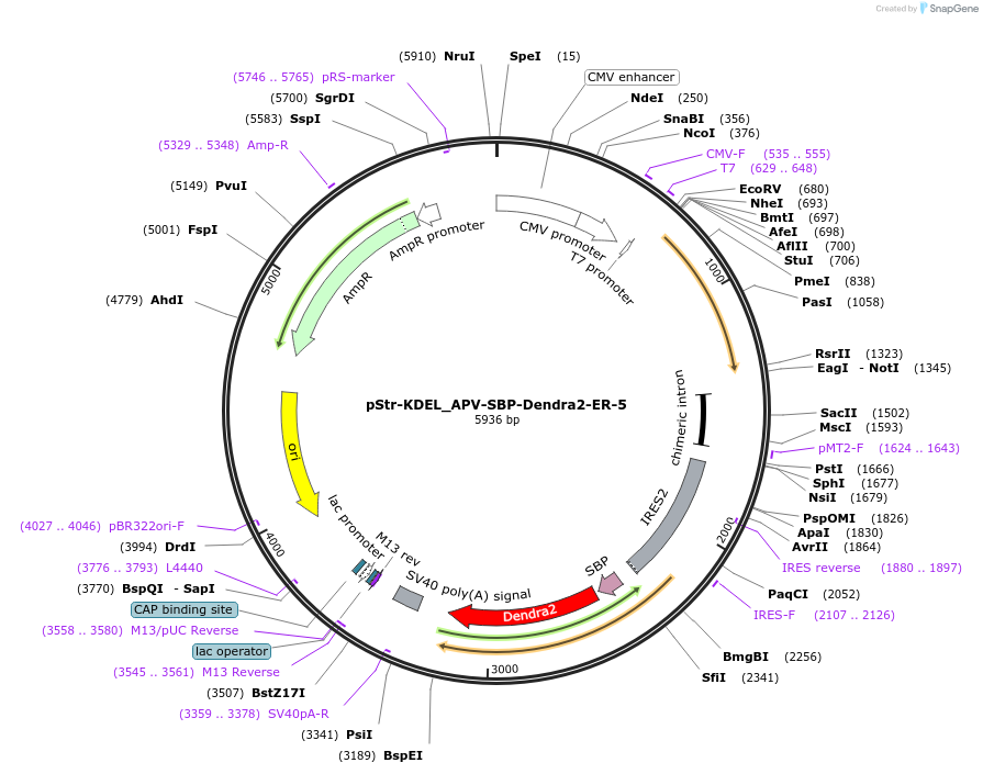 170679-plasmid-map-sequence-id-335798
