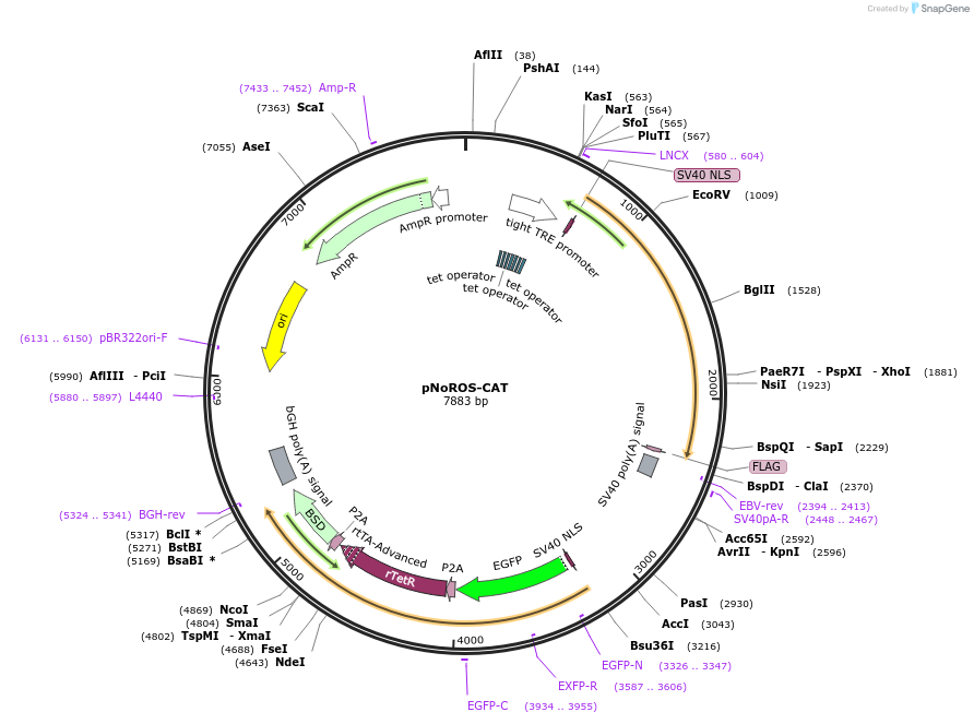 170152-plasmid-map-sequence-id-335808