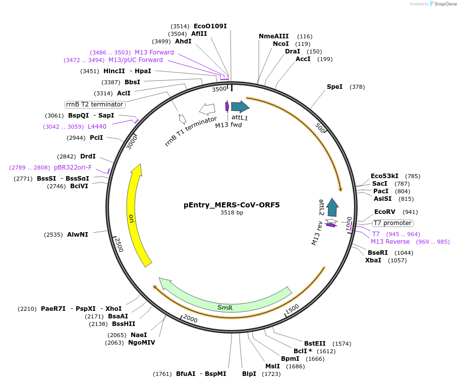 168830-plasmid-map-sequence-id-335809