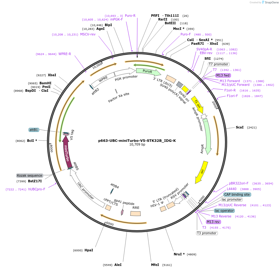 170609-plasmid-map-sequence-id-335814