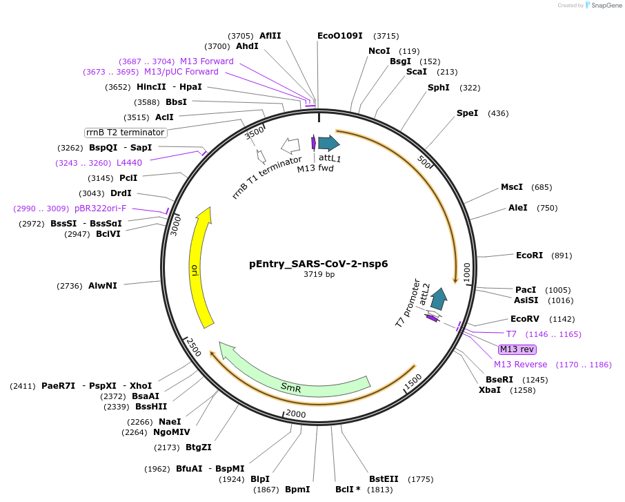168869-plasmid-map-sequence-id-335817