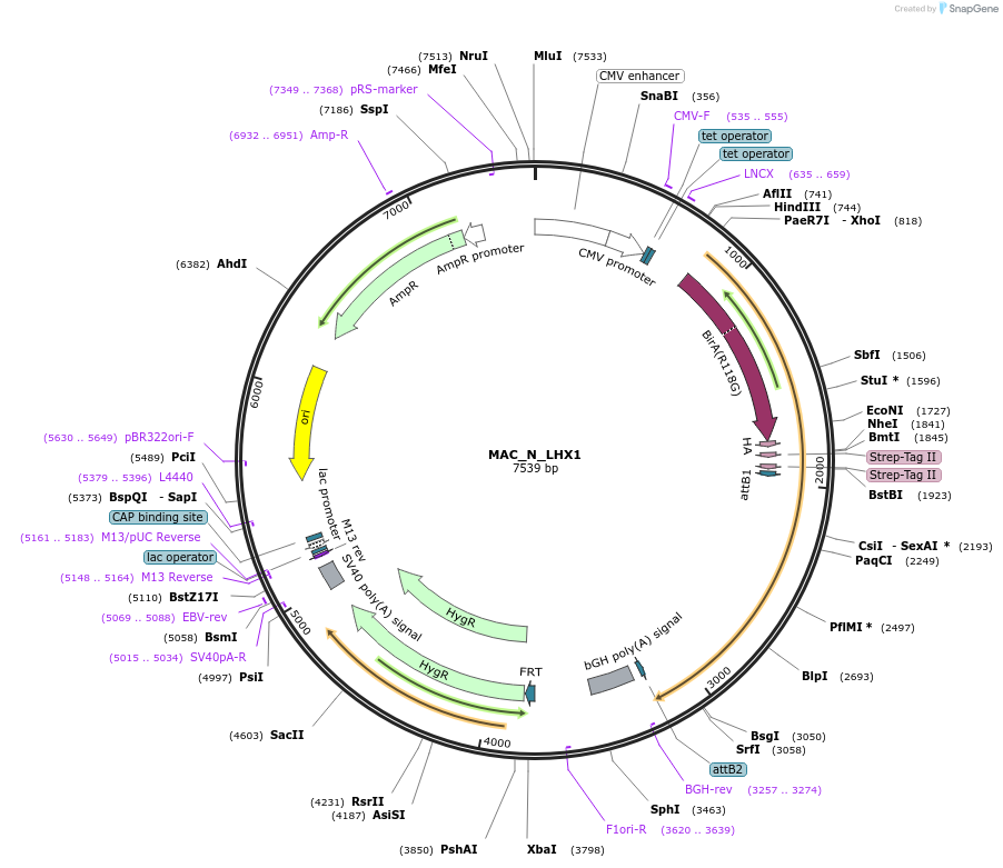 167775-plasmid-map-sequence-id-335818