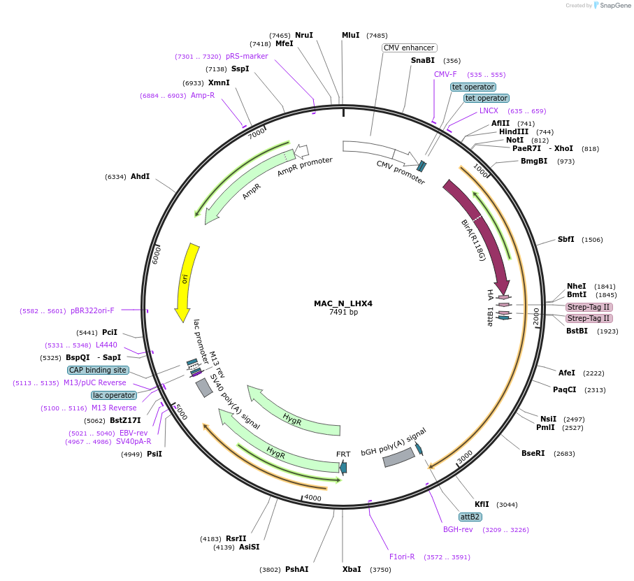 167778-plasmid-map-sequence-id-335821