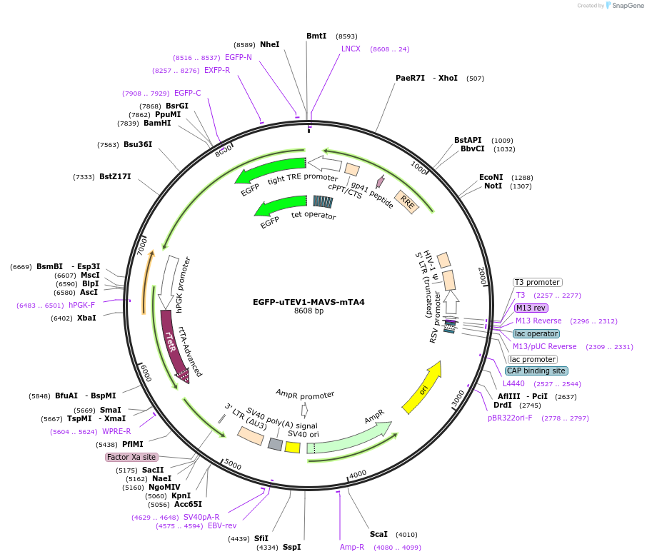 171002-plasmid-map-sequence-id-335829