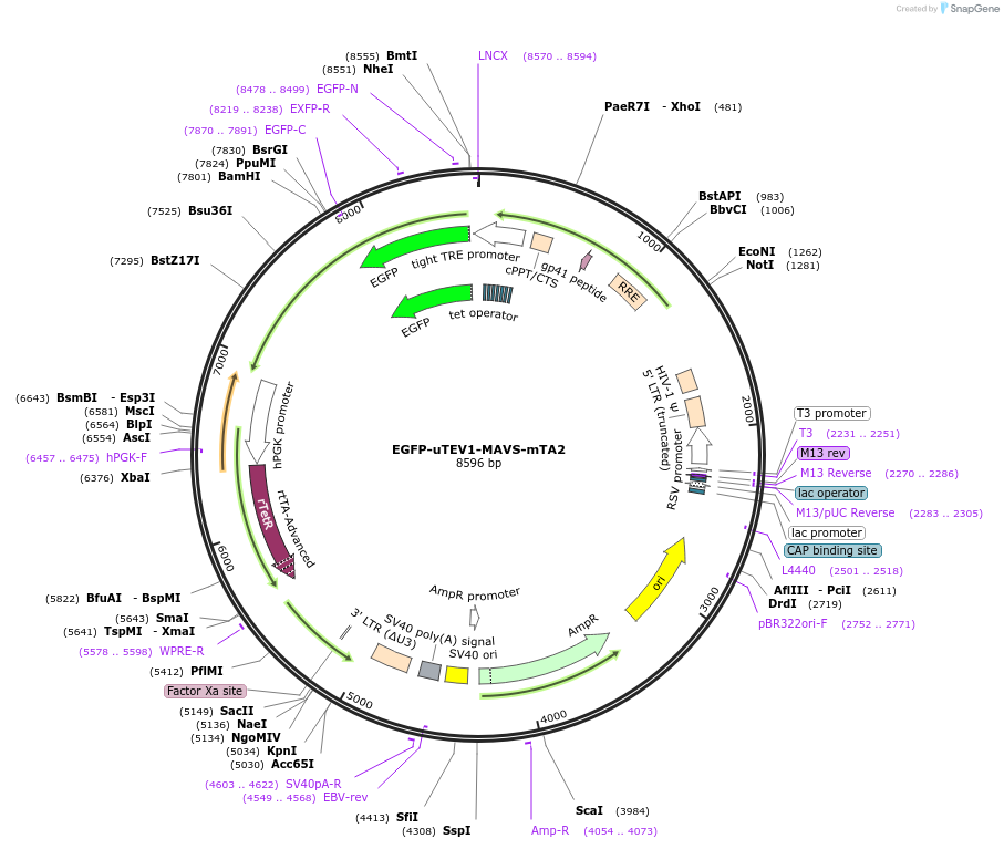 171000-plasmid-map-sequence-id-335835