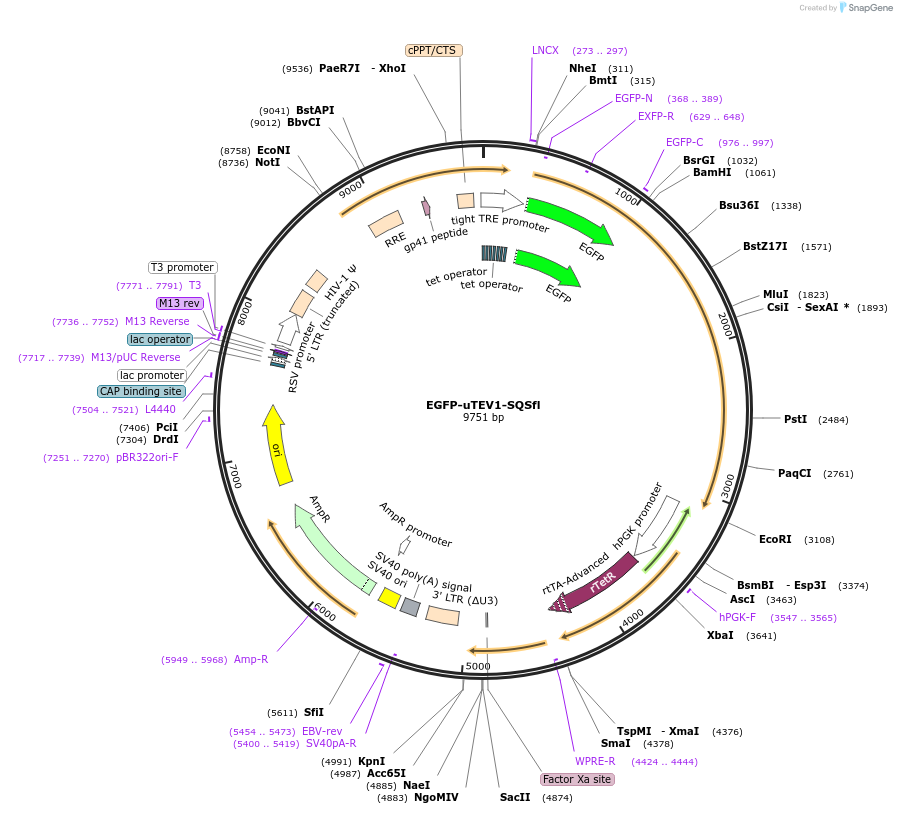 171010-plasmid-map-sequence-id-335837