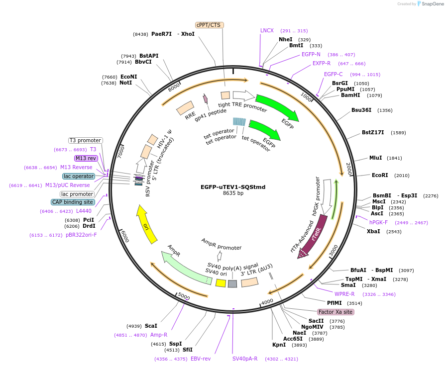 171009-plasmid-map-sequence-id-335839
