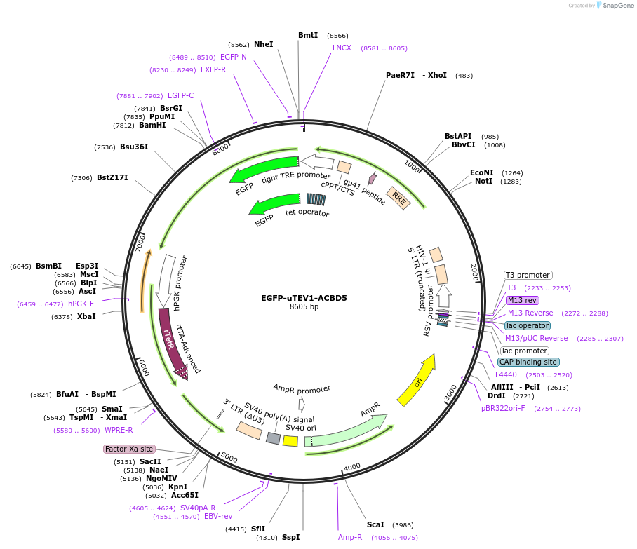 171008-plasmid-map-sequence-id-335841