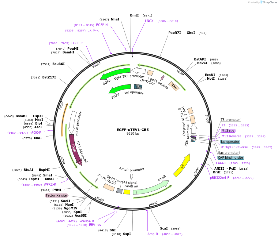 171007-plasmid-map-sequence-id-335842