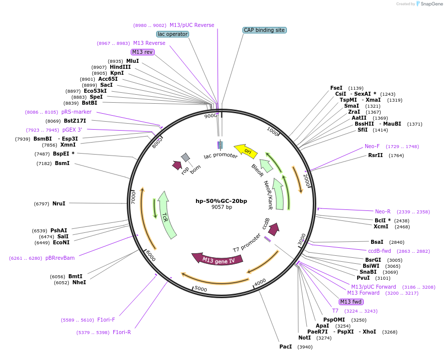 169196-plasmid-map-sequence-id-335846
