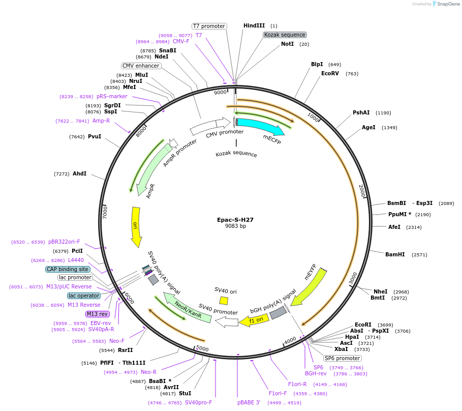 170336-plasmid-map-sequence-id-335892