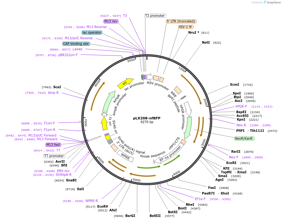 171013-plasmid-map-sequence-id-335909