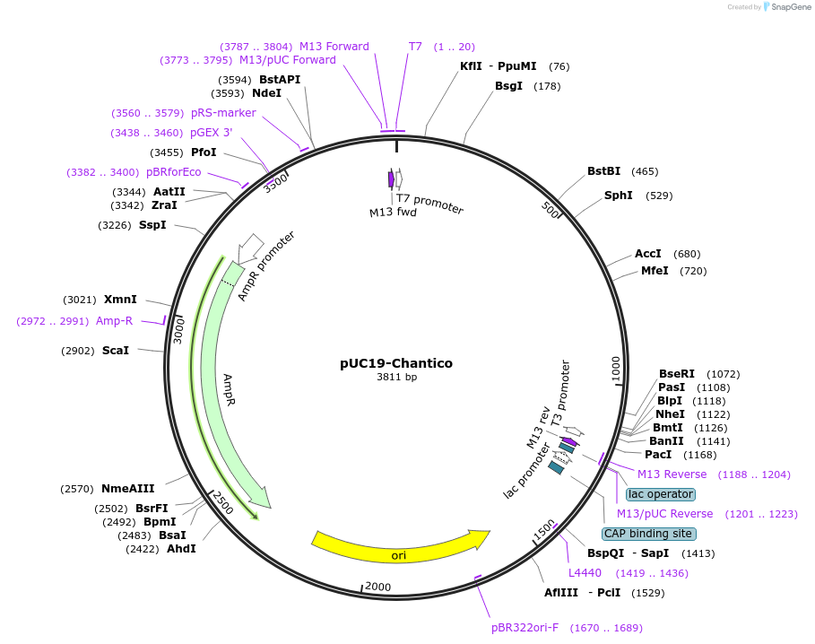 170659-plasmid-map-sequence-id-335913