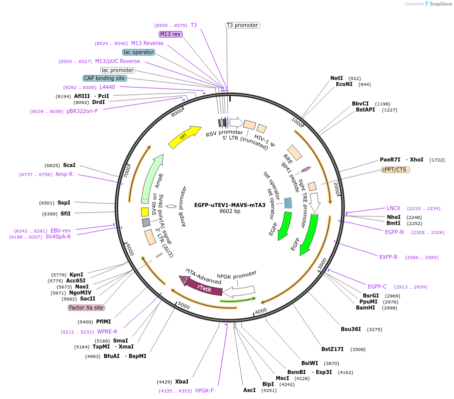 171001-plasmid-map-sequence-id-335916