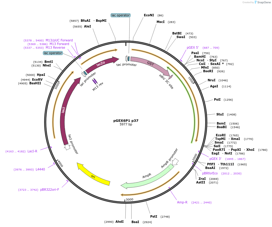 169015-plasmid-map-sequence-id-335925