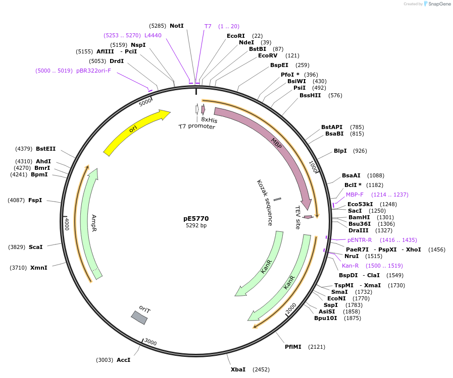 170777-plasmid-map-sequence-id-335926