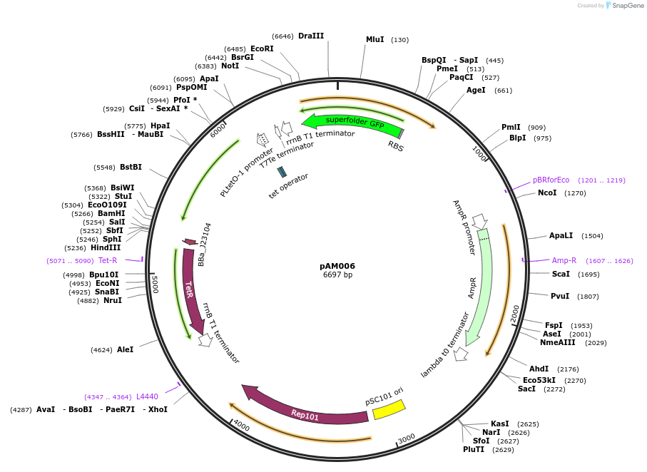 170010-plasmid-map-sequence-id-335938