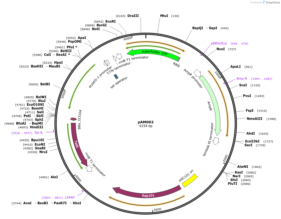 170006-plasmid-map-sequence-id-335939