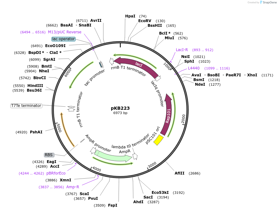 170013-plasmid-map-sequence-id-335942