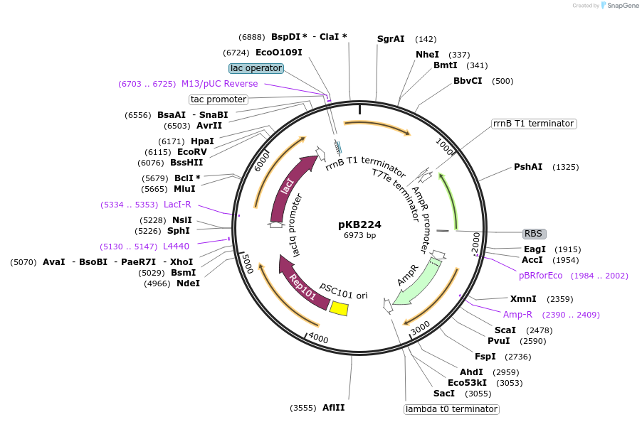 170014-plasmid-map-sequence-id-335947